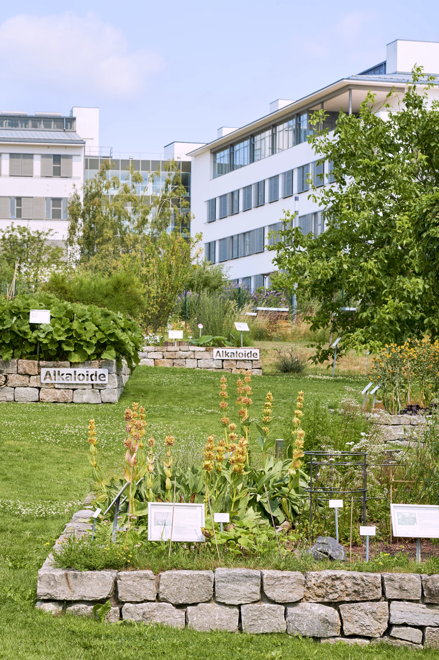 Arzneimittelgarten Campus Riedberg